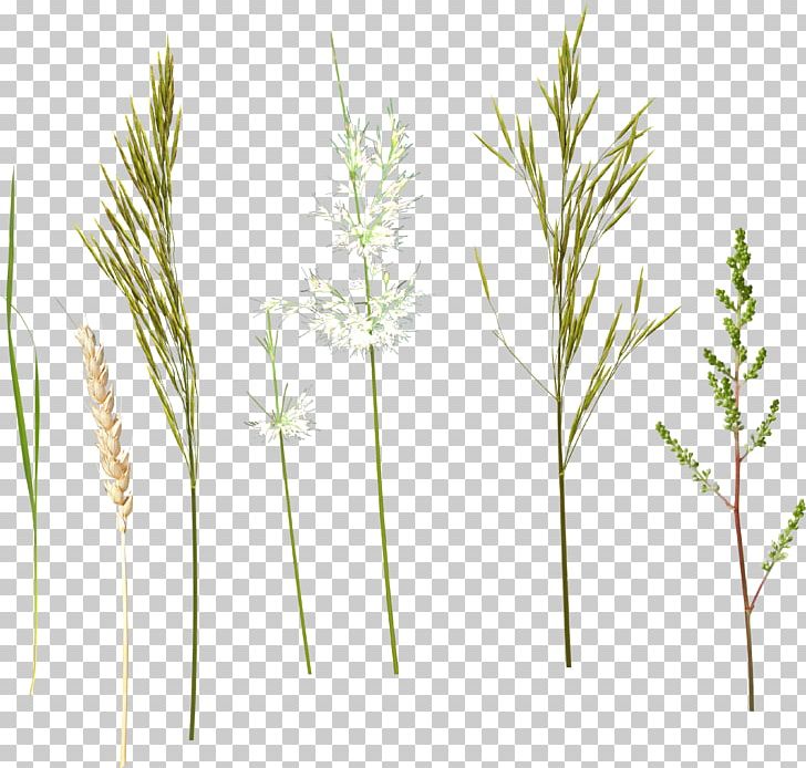 Herbaceous Plant Plant Stem PNG, Clipart, Branch, Clip Art, Commodity, Drawing, Flower Free PNG Download