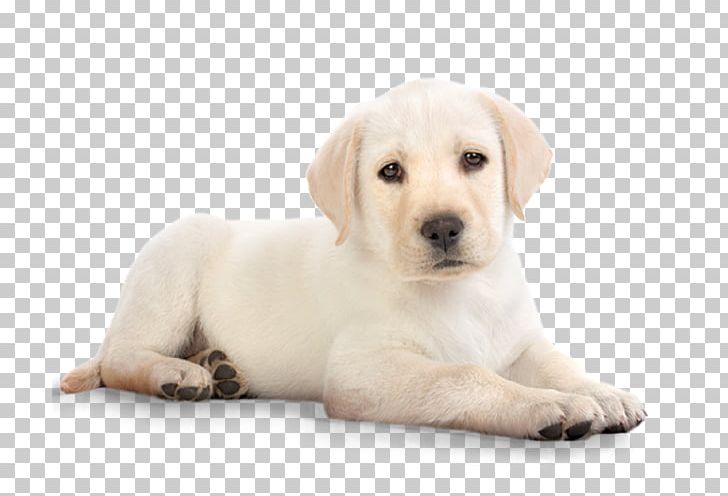 Labrador Retriever Puppy Kitten Cat Pet PNG, Clipart, Animal, Animals, Carnivoran, Companion Dog, Computer Icons Free PNG Download