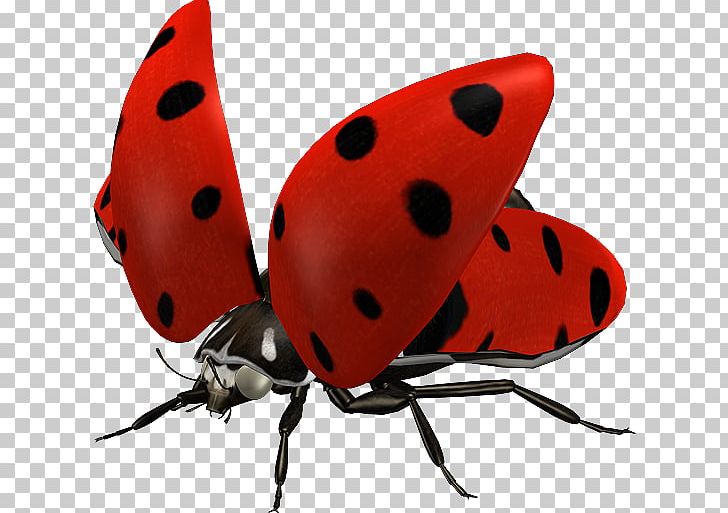 Ladybird Insect PNG, Clipart, Arthropod, Beetle, Butterfly, Cartoon Ladybug, Com Free PNG Download