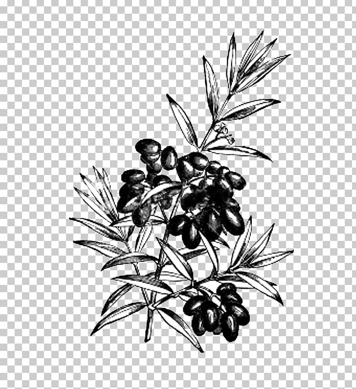 Olive Drawing PNG, Clipart, Black And White, Branch, Can Stock Photo, Drawing, Flora Free PNG Download