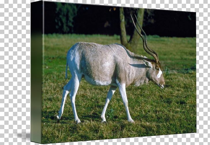 Oryx Donkey Pasture Pack Animal Grazing PNG, Clipart, Addax, Animal, Animals, Antelope, Donkey Free PNG Download