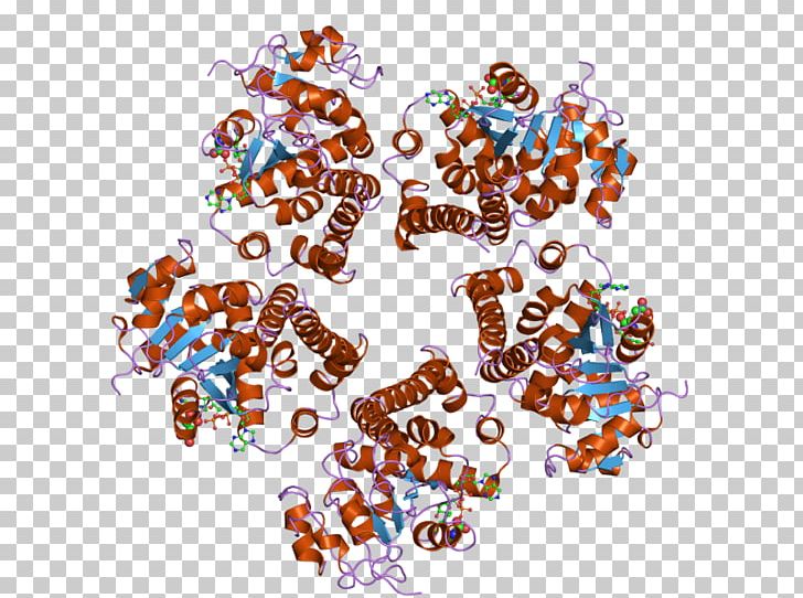 Pyrroline-5-carboxylate Reductase PYCR1 Enzyme Gene PNG, Clipart, 2 Gr, Art, Carboxylate, Catalysis, Crystal Free PNG Download