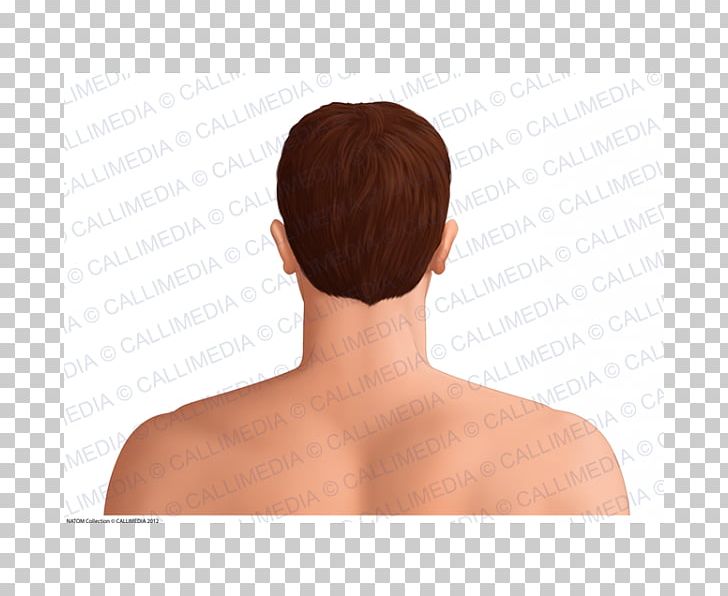 Shoulder Hair Coloring PNG, Clipart, Arm, Back, Boyun, Chest, Chin Free PNG Download