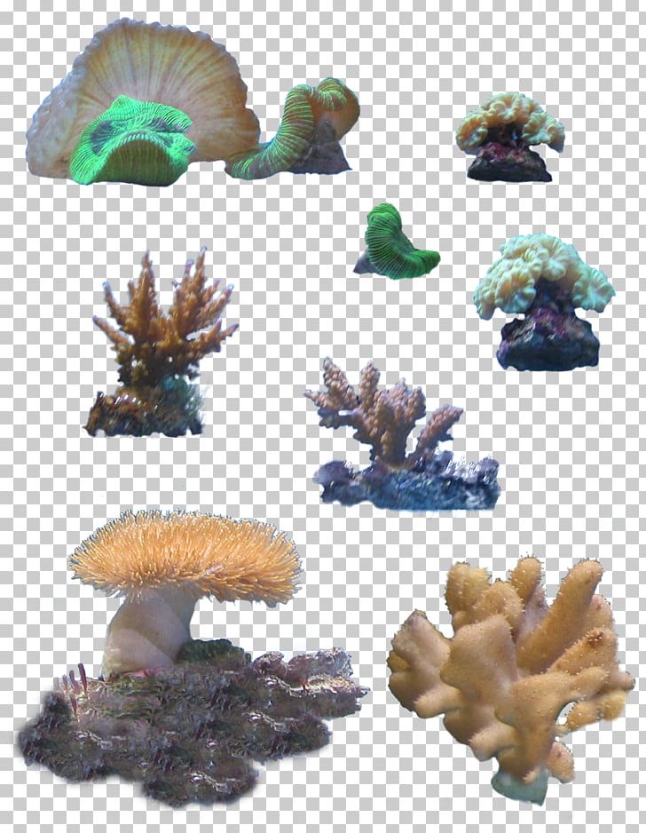 Stony Corals Coral Reef PNG, Clipart, Aquarium Decor, Clip Art, Cnidaria, Coral, Coral Reef Free PNG Download