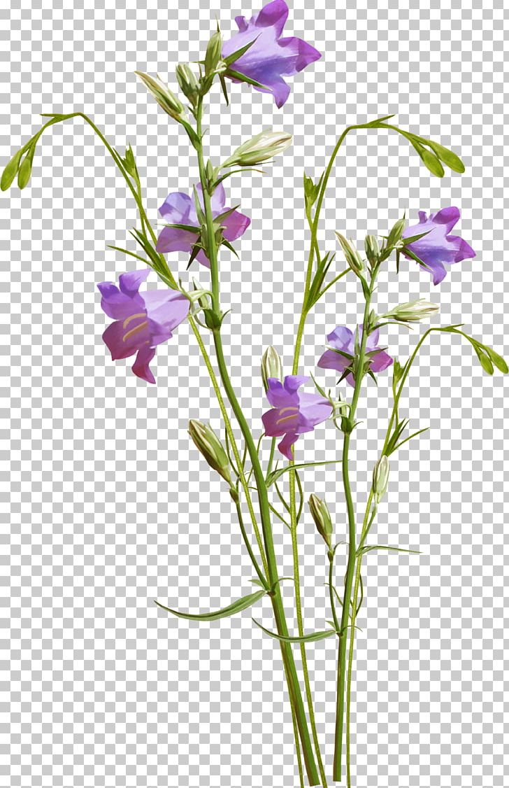 Botanical Illustration Watercolor Painting Botany Art PNG, Clipart, Art, Bellflower, Bellflower Family, Botany, Color Free PNG Download