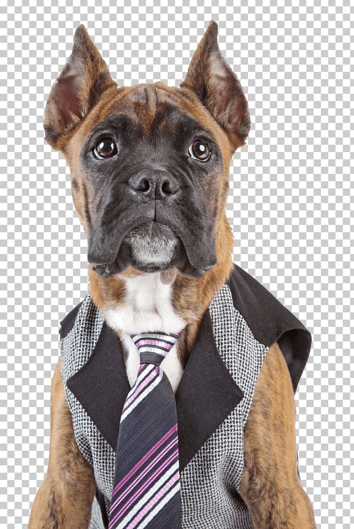 Boxer Puppy Germany Stock Photography PNG, Clipart, Animals, Boxer, Carnivoran, Collar, Depositphotos Free PNG Download