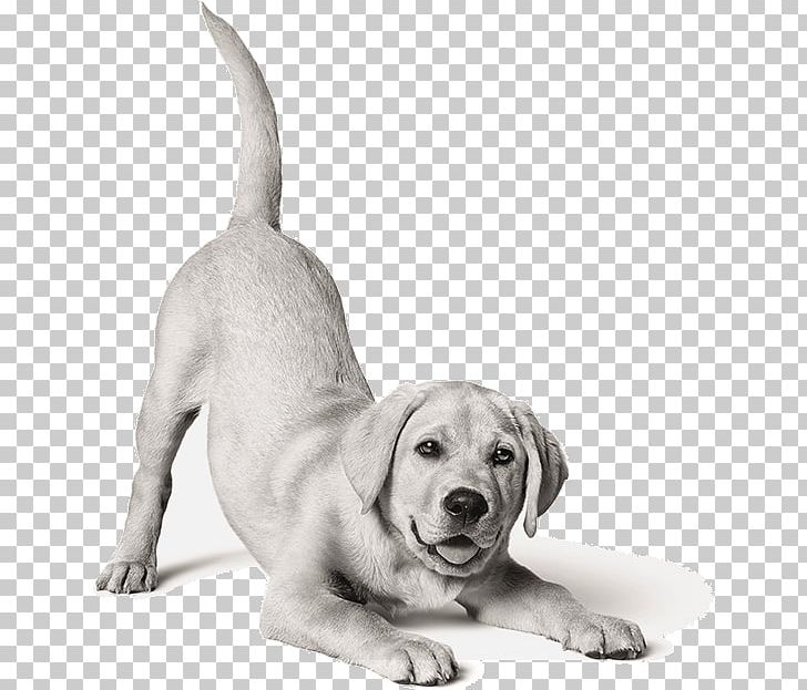Labrador Retriever Puppy Dog Breed Cat Food PNG, Clipart, Animals, Carnivoran, Cat, Cat Food, Companion Dog Free PNG Download