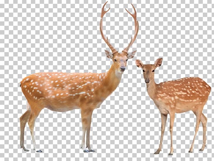 Red Deer Chital White-tailed Deer Sika Deer PNG, Clipart, Animals, Antler, Axis, Chital, Deer Free PNG Download