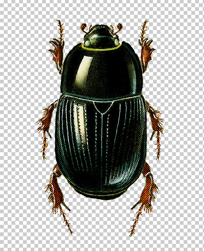 Insect Beetle Ground Beetle Scarabs Dung Beetle PNG, Clipart, Beetle, Blister Beetles, Cetoniidae, Darkling Beetles, Dung Beetle Free PNG Download