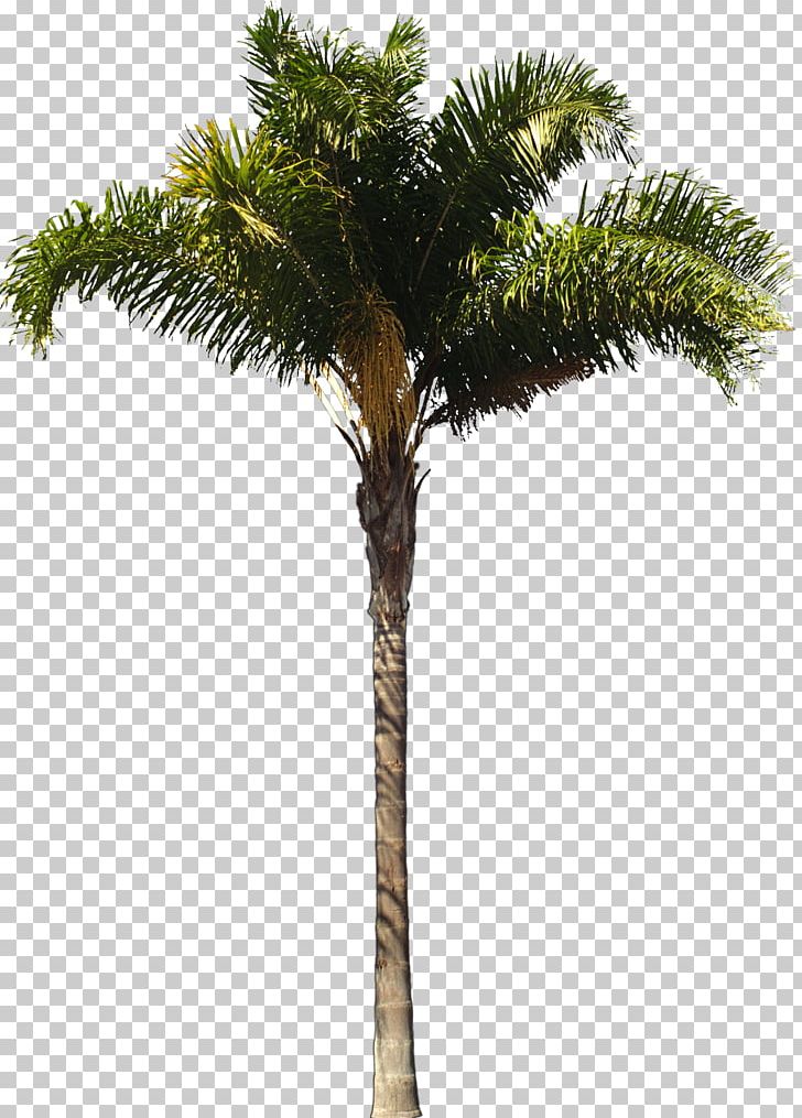 Arecaceae Queen Palm Architect Woody Plant Tree PNG, Clipart, Architect, Architecture, Arecaceae, Arecales, Areca Nut Free PNG Download