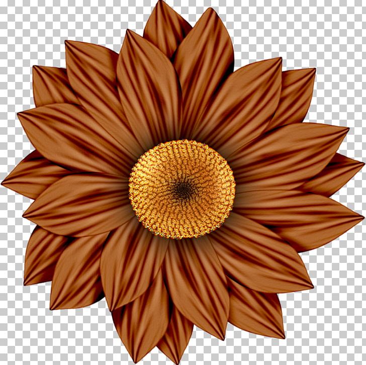 Common Sunflower Daisy Family Transvaal Daisy Red PNG