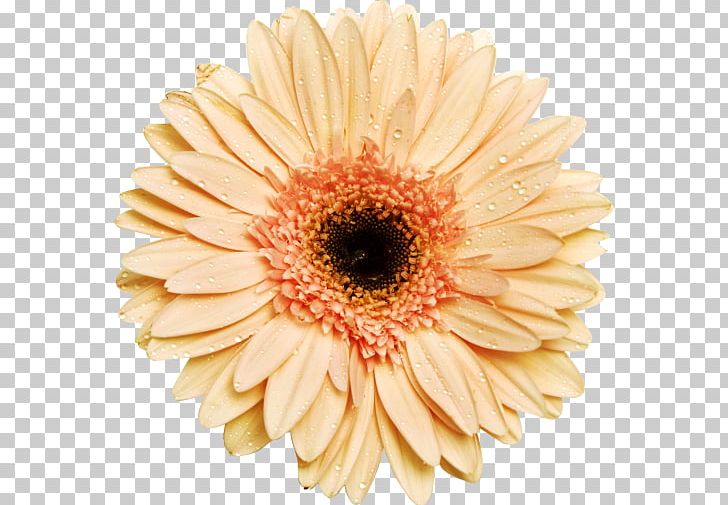 Transvaal Daisy PNG, Clipart, Chrysanthemum, Chrysanths, Cut Flowers, Daisy, Daisy Family Free PNG Download