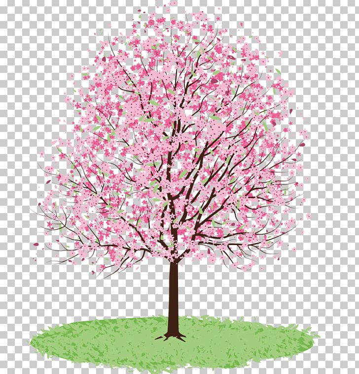 Tree Cherry Blossom Spring PNG, Clipart, Apple, Blossom, Branch, Cherry, Cherry Blossom Free PNG Download