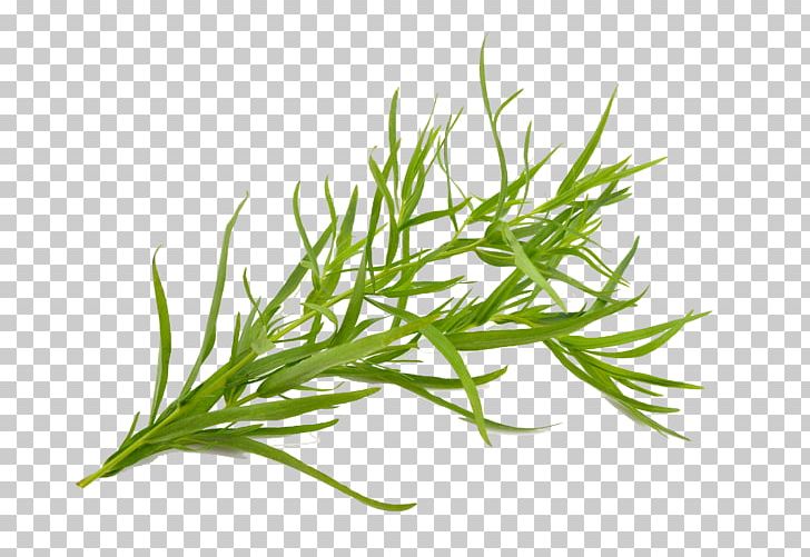 Tarragon Herb French Fries Plant Oil PNG, Clipart, Aquarium Decor, Commodity, Essential Oil, Food Drinks, French Fries Free PNG Download