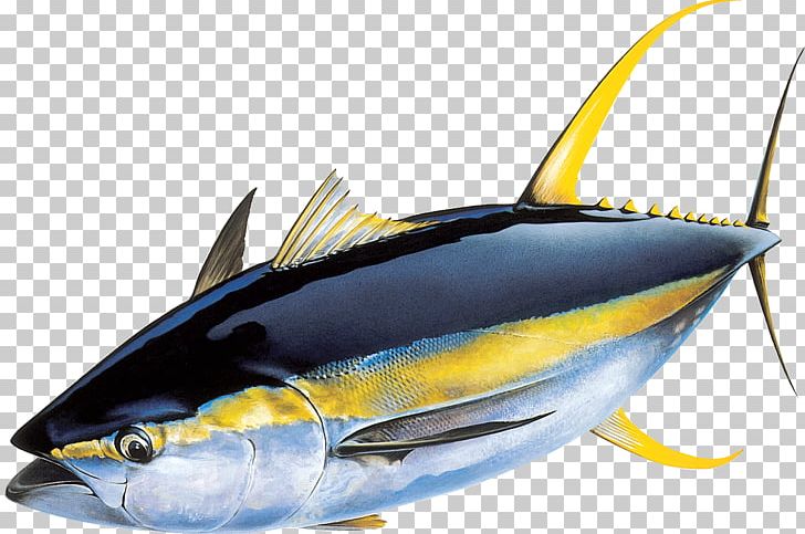 Yellowfin Tuna Atlantic Bluefin Tuna Skipjack Tuna Fishing PNG, Clipart, Albacore, Animals, Bony Fish, Fauna, Fin Free PNG Download
