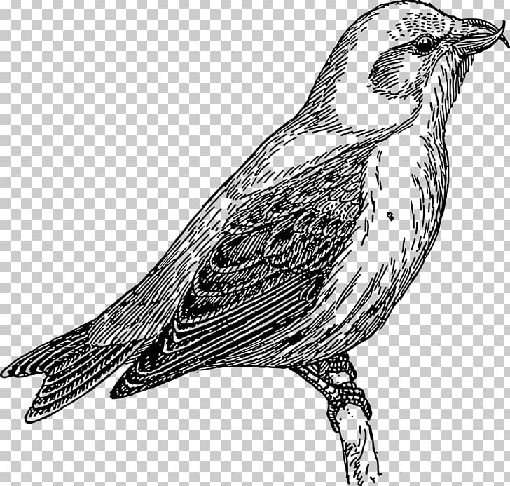 Common Cuckoo Lesser Cuckoo PNG, Clipart, Art, Beak, Bird, Black And White, Channelbilled Cuckoo Free PNG Download