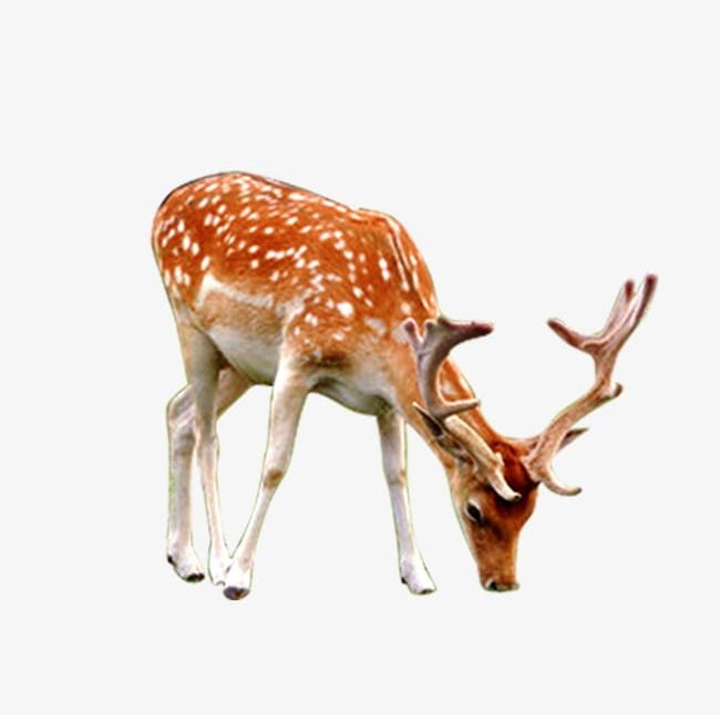 Deer PNG, Clipart, Animals, Deer, Deer, Deer Clipart, Mammals Free PNG Download