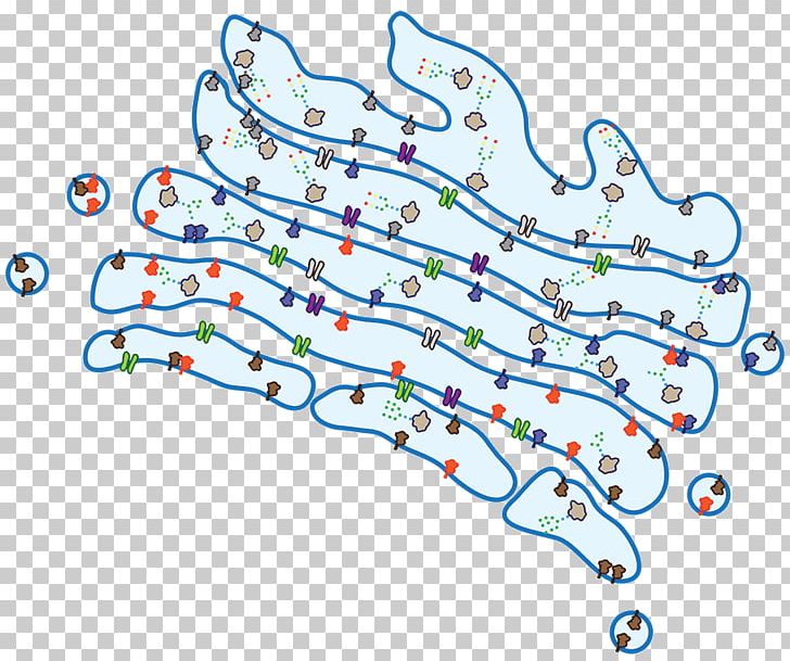 Golgi Apparatus Glycosylation Protein Cell Membrane PNG, Clipart, 2012 Ford F150 Svt Raptor, Area, Cell, Cell Membrane, Emphasize Free PNG Download
