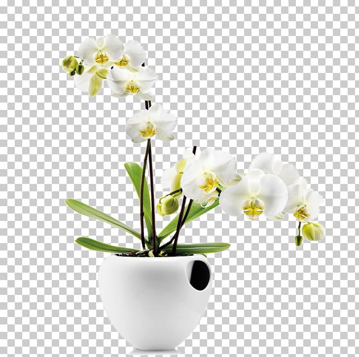 Orchids Water Storage Watering Can Flowerpot Plant PNG, Clipart, Art, Blossom, Branch, Ceramics, Cut Flowers Free PNG Download