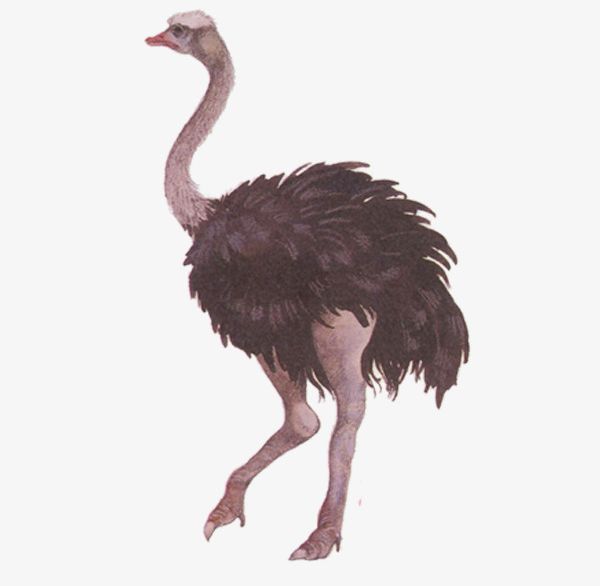Ostrich PNG, Clipart, Animal, Animals, Beak, Bird, Birds Free PNG Download