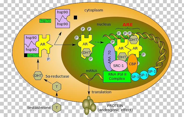 Selective Androgen Receptor Modulator Testosterone PNG, Clipart, Anabolic Steroid, Androgen Receptor, Circle, Dihydrotestosterone, Hormone Free PNG Download