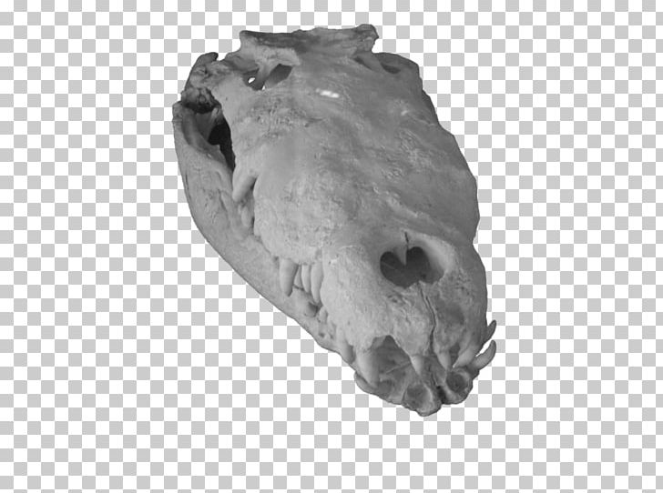 Snout Jaw White PNG, Clipart, Black And White, Bone, Head, Jaw, Monochrome Free PNG Download