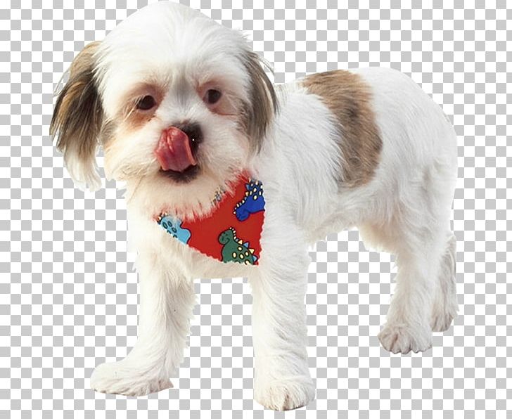 Cavachon Shih Tzu Puppy Havanese Dog Dog Breed PNG, Clipart, Animal, Animals, Breed, Carnivoran, Cat Free PNG Download