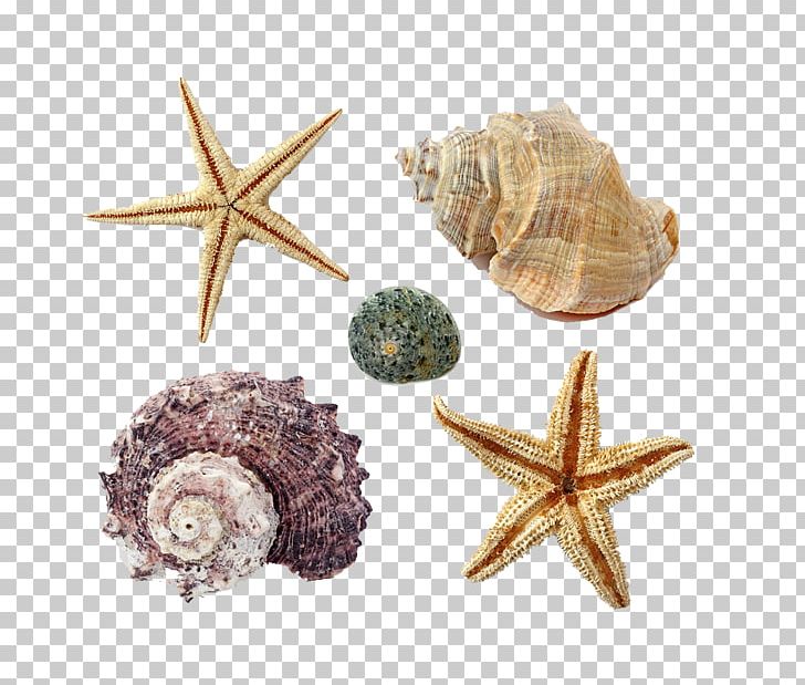 Seashell PNG, Clipart, Banco De Imagens, Chatham Seaside Silhouette, Conch, Conchology, Floating Free PNG Download