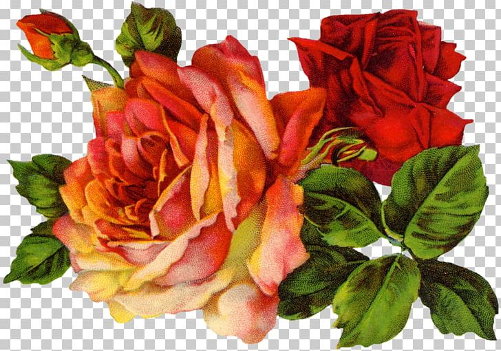 Vintage Roses: Beautiful Varieties For Home And Garden Vintage Clothing PNG, Clipart, Annual Plant, Antique, China Rose, Cut Flowers, Floral Design Free PNG Download