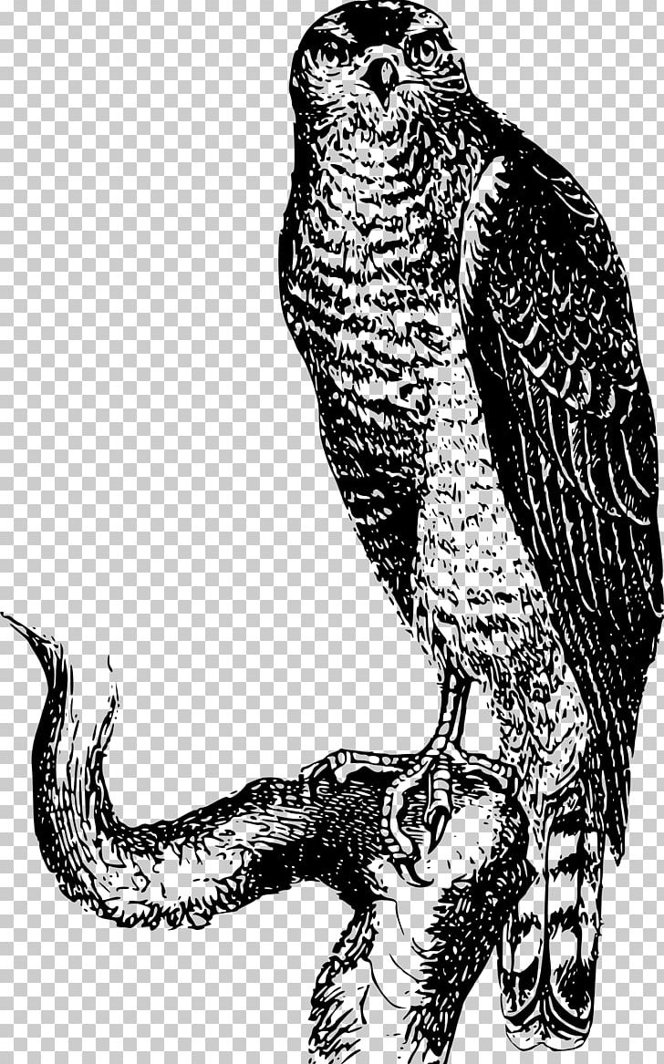 Bird Of Prey Falcon Hawk PNG, Clipart, Animals, Art, Beak, Bird, Bird Of Prey Free PNG Download