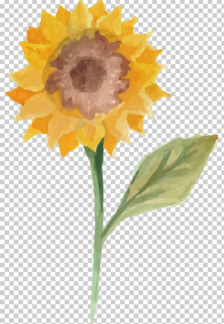 Common Sunflower Watercolor Painting Illustration PNG, Clipart, Daisy Family, Encapsulated Postscript, Flower, Flowers, Happy Birthday Vector Images Free PNG Download