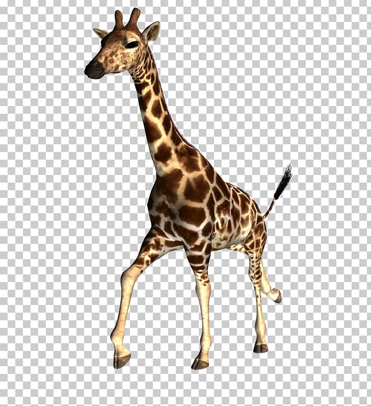 Felidae Northern Giraffe Tiger Leopard PNG, Clipart, Animal, Animals, Computer Icons, Deer, Desktop Wallpaper Free PNG Download