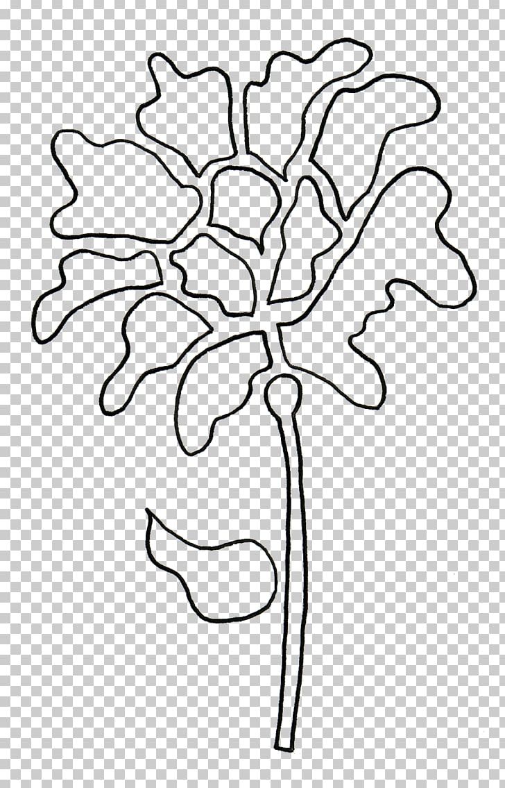 Floral Design Line Art Drawing Cut Flowers PNG, Clipart,  Free PNG Download