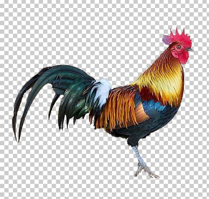 Ontogeny And Phylogeny Rooster Phylogenetics Developmental Biology PNG, Clipart, Anatomy, Biology, Bird, Chicken, Deve Free PNG Download