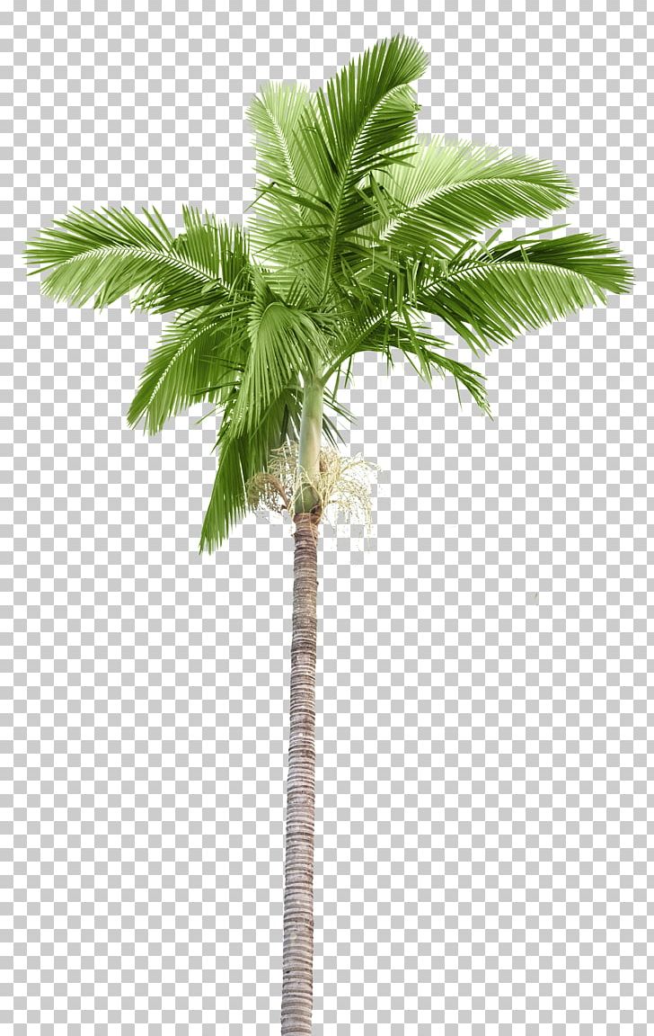 Arecaceae Stock Photography Palm Branch Coconut PNG, Clipart, Arecales, Attalea Speciosa, Borassus Flabellifer, Coconut, Cycad Free PNG Download