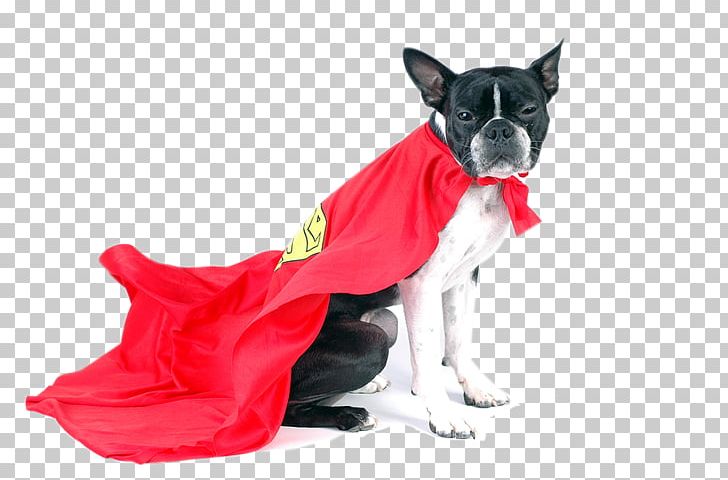 Boston Terrier Pet Sitting Dog Breed Cat PNG, Clipart, Animals, Boston Terrier, Breed, Carnivoran, Cat Free PNG Download