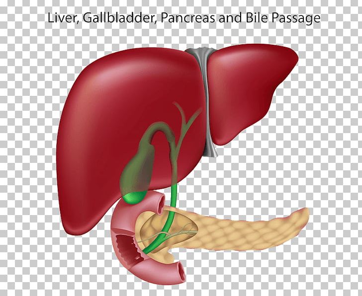 Liver And Gallbladder Pancreas Bile Duct PNG, Clipart,  Free PNG Download
