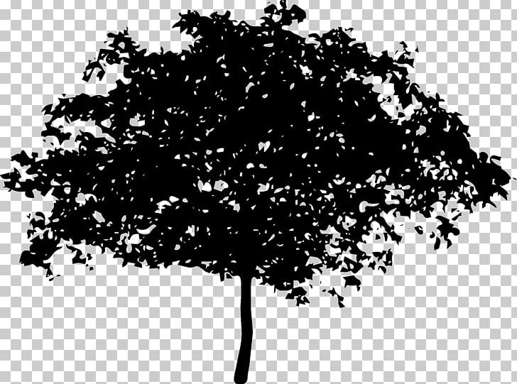 Tree Magnolia Branch PNG, Clipart, Black And White, Branch, Bushes, Clip Art, Fruit Tree Free PNG Download