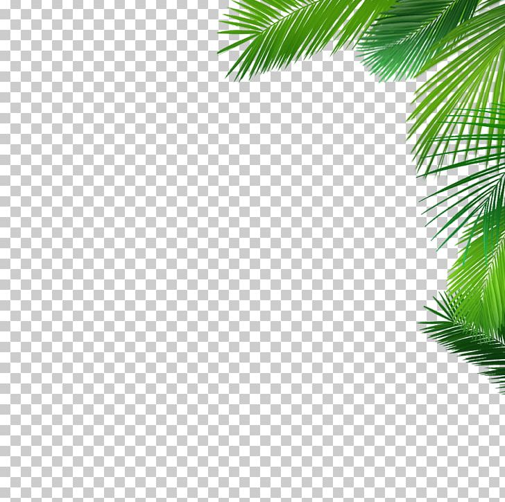 Asian Palmyra Palm Coconut Date Palm Desktop Evergreen PNG, Clipart, Arecaceae, Arecales, Asian Palmyra Palm, Borassus, Borassus Flabellifer Free PNG Download