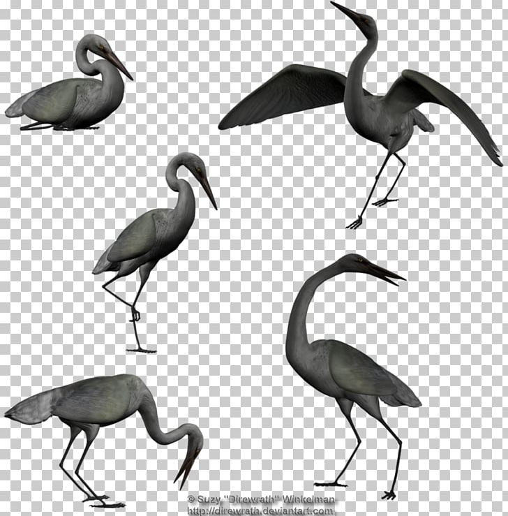 Ibis Egret Bird Beak PNG, Clipart, Animals, Beak, Bird, Black And White, Crane Free PNG Download