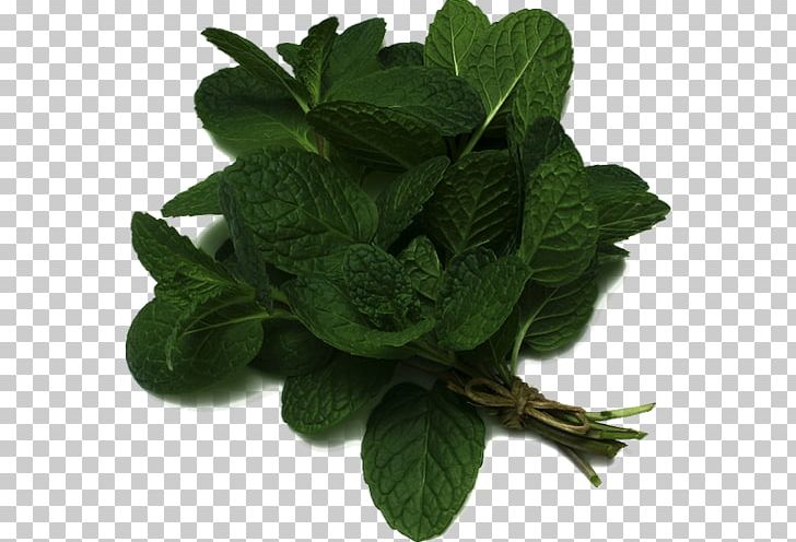 Peppermint Mentha Spicata Pianta Aromatica Salad Burnet Herb PNG, Clipart, Aroma, Fines Herbes, Food, Food Drinks, Herb Free PNG Download