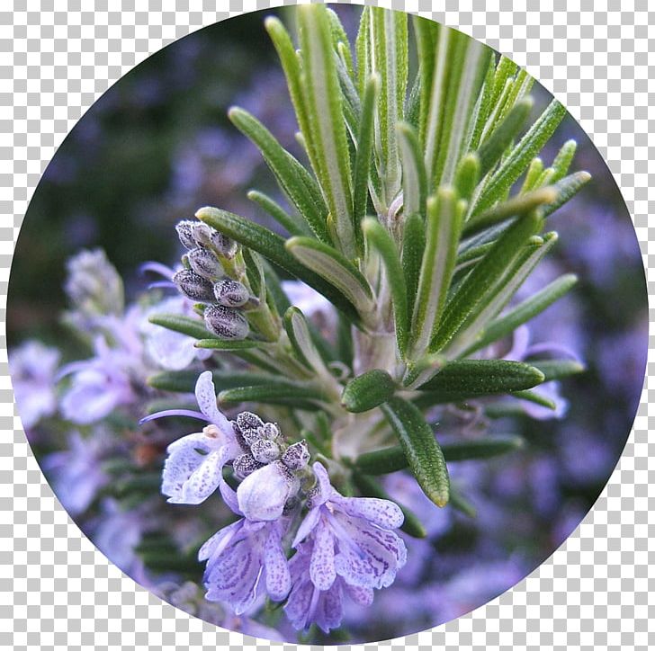 Rosemary Herb Köhler's Medicinal Plants Verbenone Oil PNG, Clipart, Oil, Verbenone Free PNG Download