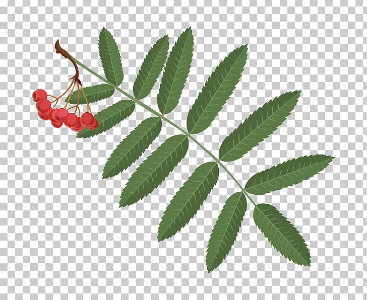 Rowan Berries Graphics Fruit Illustration PNG, Clipart, Berries, Branch, Fruit, Leaf, Mountainash Free PNG Download