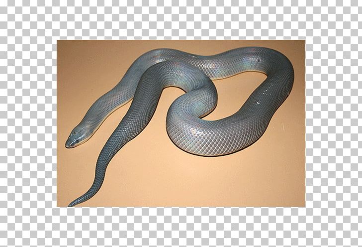 Snake Vipers Boa Constrictor Loxocemus Python PNG, Clipart, Animals, Boa Constrictor, Boas, Colubridae, Elapidae Free PNG Download