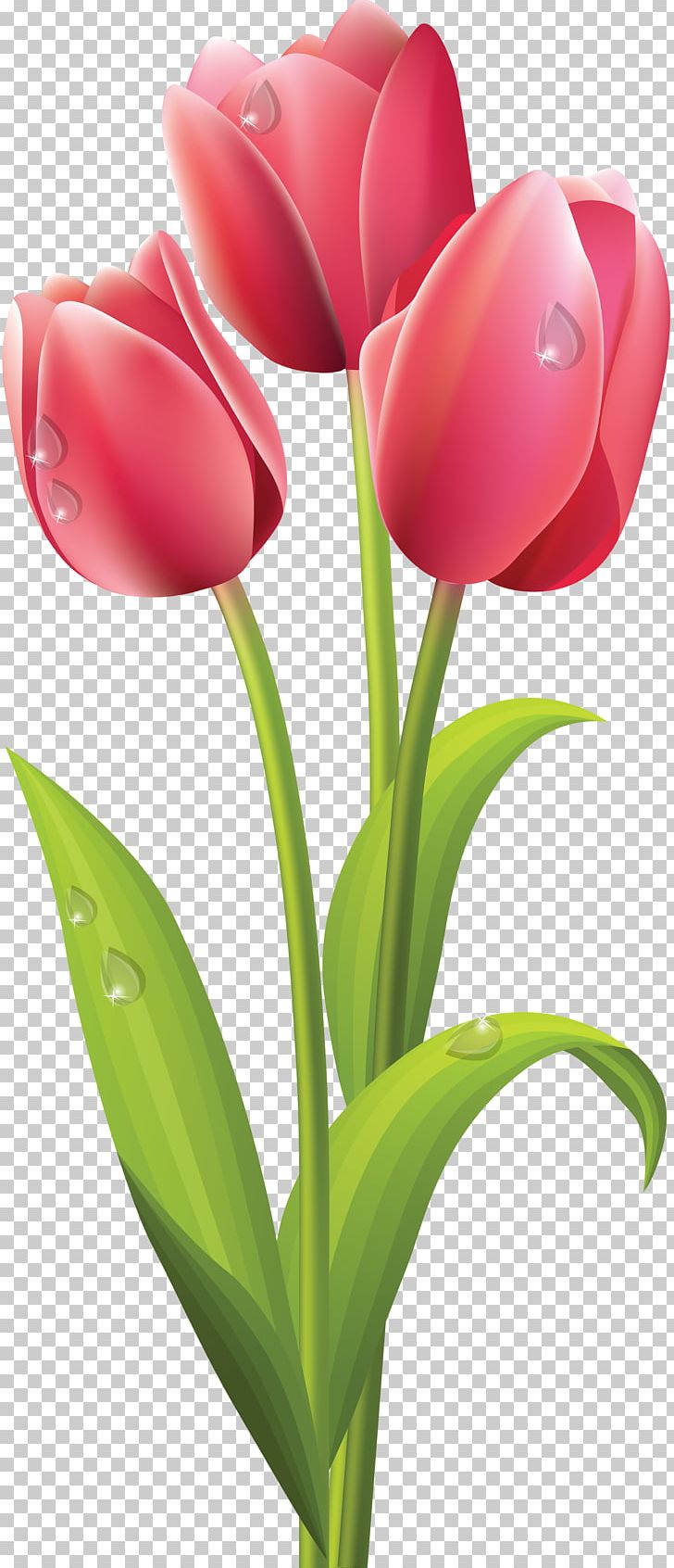 Tulip Flower Bouquet PNG, Clipart, Bud, Clip Art, Color, Cut Flowers, Floral Design Free PNG Download