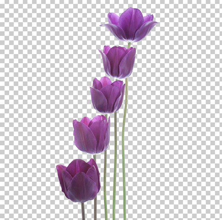 Tulip Purple New Year PNG, Clipart, Cut Flowers, Encapsulated Postscript, Flower, Flowering Plant, Flowers Free PNG Download