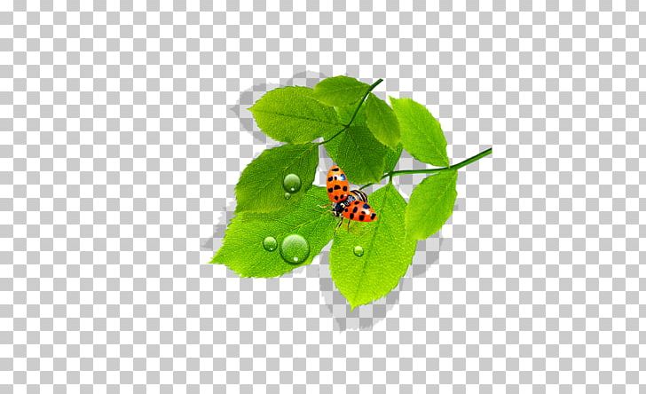 Leaf Dew Euclidean PNG, Clipart, Adobe Illustrator, Autumn Leaves, Banana Leaves, Beatles, Dew Free PNG Download