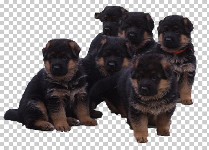 Puppy Rottweiler Beauceron Dog Breed Litter PNG, Clipart, Animals, Beauceron, Breed, Carnivoran, Chios Free PNG Download