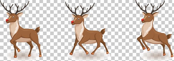 Rudolph Santa Claus Reindeer Christmas PNG, Clipart, Animals, Antler, Christmas Card, Christmas Decoration, Christmas Frame Free PNG Download