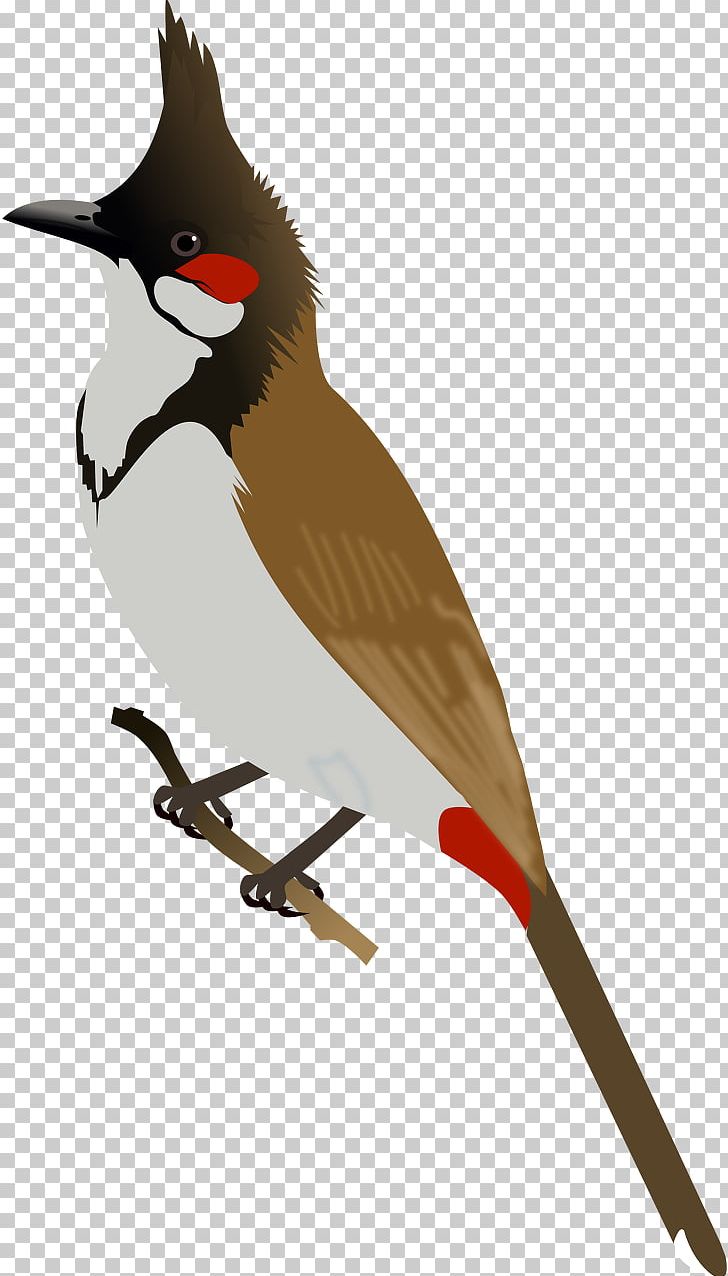 Bird Red-whiskered Bulbul Red-vented Bulbul PNG, Clipart, Animals, Beak, Bird, Bulbul, Cardinal Free PNG Download